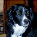 Blackie was adopted in April, 2004